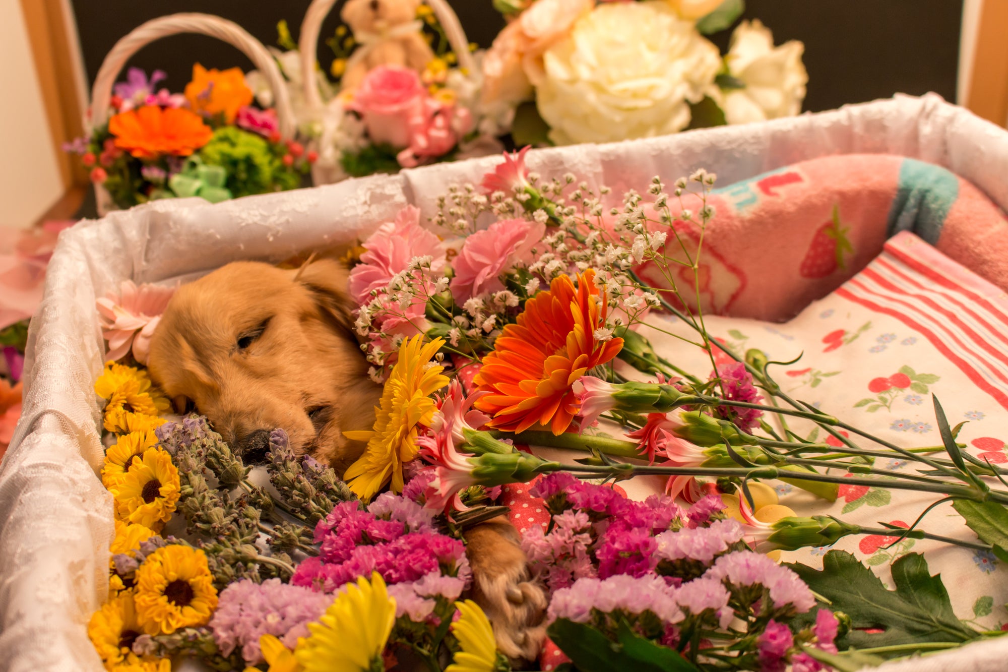 Cookie — the dog who inspired Loving Heaven